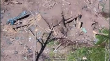 Операторы БпЛА 1198 мотострелкового полка 35 армии группировки войск «Восток» на Запорожском направлении продолжают зачистку местности от присутствия ВСУ