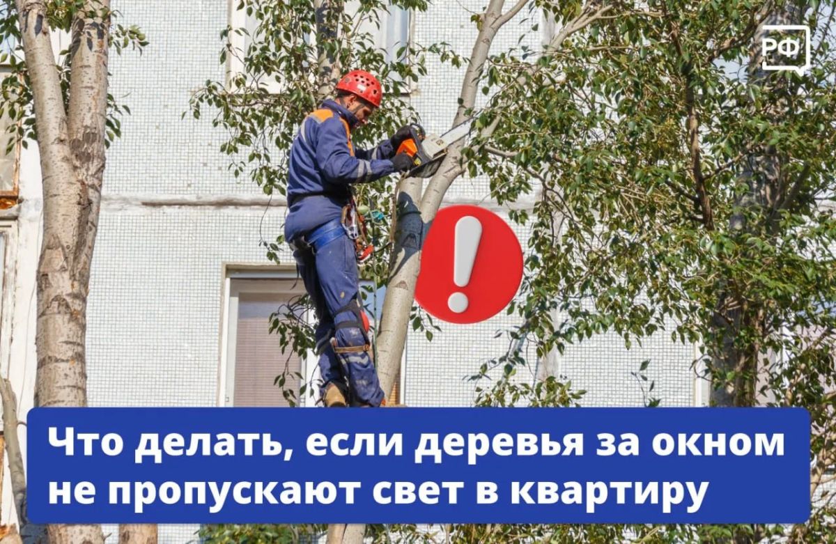 Полумрак в квартире даже в солнечный день и переплата за электричество: раскидистое дерево перед окном может превратиться в проблему