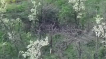 ������ �������: ���������� � ���� ��������������� ����������� ����� "������"
