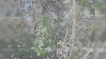 �����-��������� ���������� �������������� ������ ����������� ������� ���, ��������� �������� ������� ���������� �� ����������� �����������