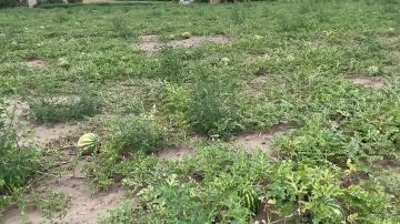 � ����������� ������� ��������� ����� ����������� �������