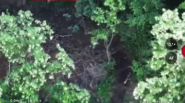 ������� ���������: ��������� ������������� 36-� ��������� �������������� ������� 29-� ������������� ����� ����������� ������� �������� ������� ��� �������� ����������� � ���������� ��������� ����� ������������ �...