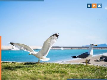 H5N1 ����� ������������ ����� ����� ���� ������ ���������