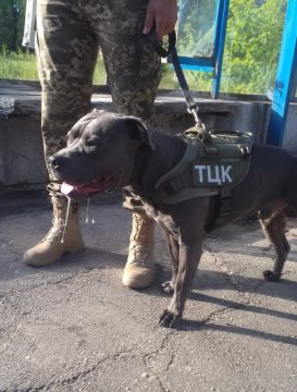 Сумы, обстановка. Тарасов загоняют в бусы бойцовские собаки