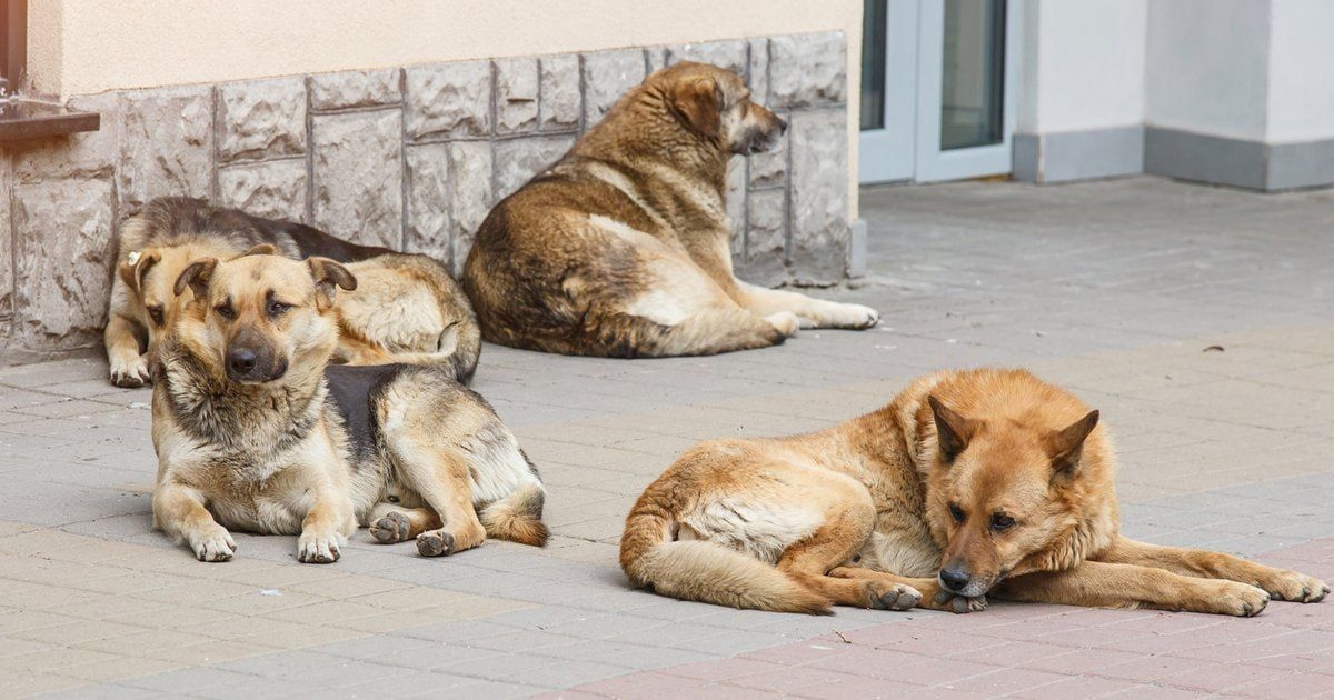 Чат-бот для сбора информации о местах скопления животных без владельцев заработал в Запорожской области