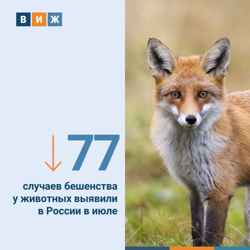Такой статистикой с «ВиЖ» поделились в Федеральном центре охраны здоровья животных (ФГБУ «ВНИИЗЖ»)