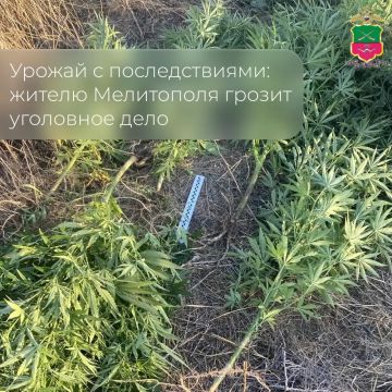 Урожай с последствиями: жителю Мелитополя грозит уголовное дело