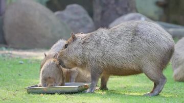 У пары капибар Малой и Кузьмы из Московского зоопарка появился малыш