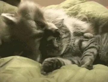 ������ ����, ������� ����������! ������ ����, ���������!