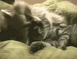 ������ ����, ������� ����������! ������ ����, ���������!