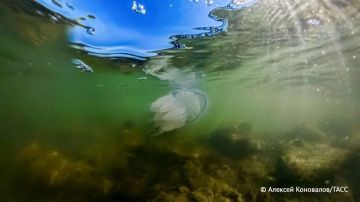 Осолонение Азовского моря к 2026 году дошло до своего исторического максимума