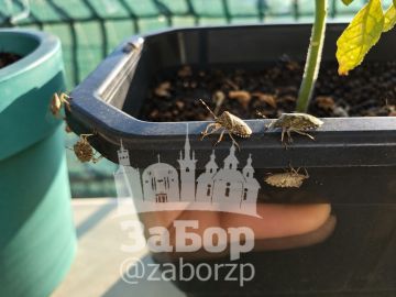 �� ��������� � ���� ���� ������ �����-�������
