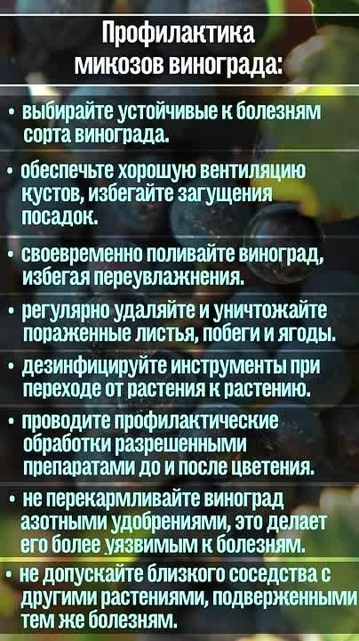 Как распознать болезни винограда и защитить растения