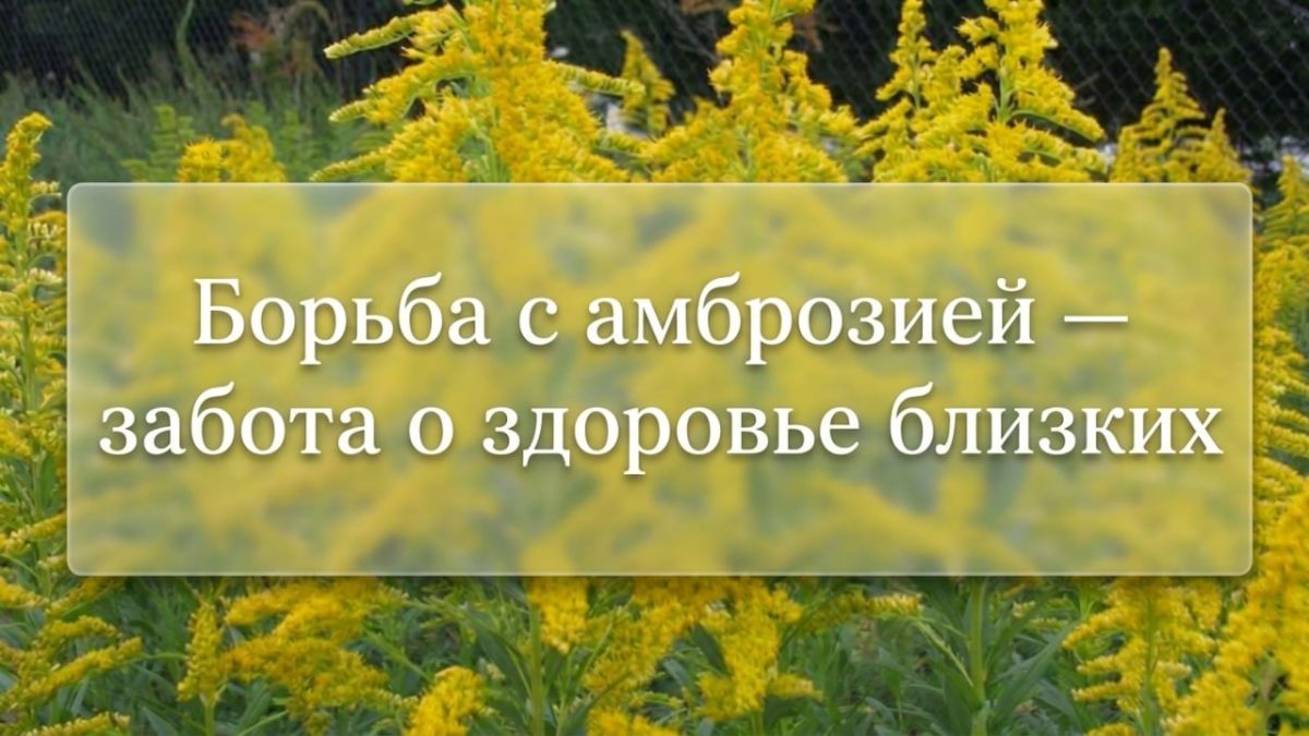 Борьба с амброзией — забота о здоровье близких