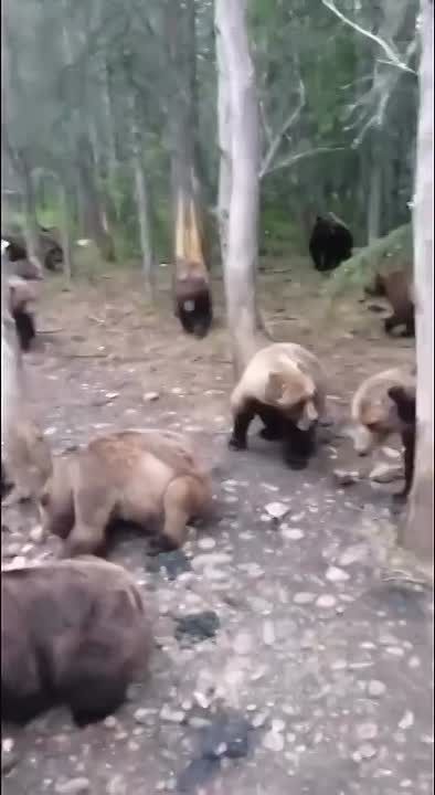 Не смотрите это видео, если боитесь медведей!