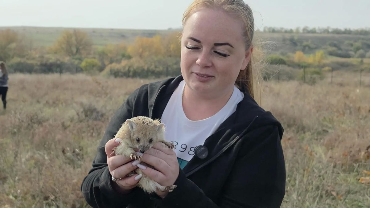 В заповеднике «Степь Донецкая» ушастые ежи, популяцию которых восстанавливают в регионе, дали потомство